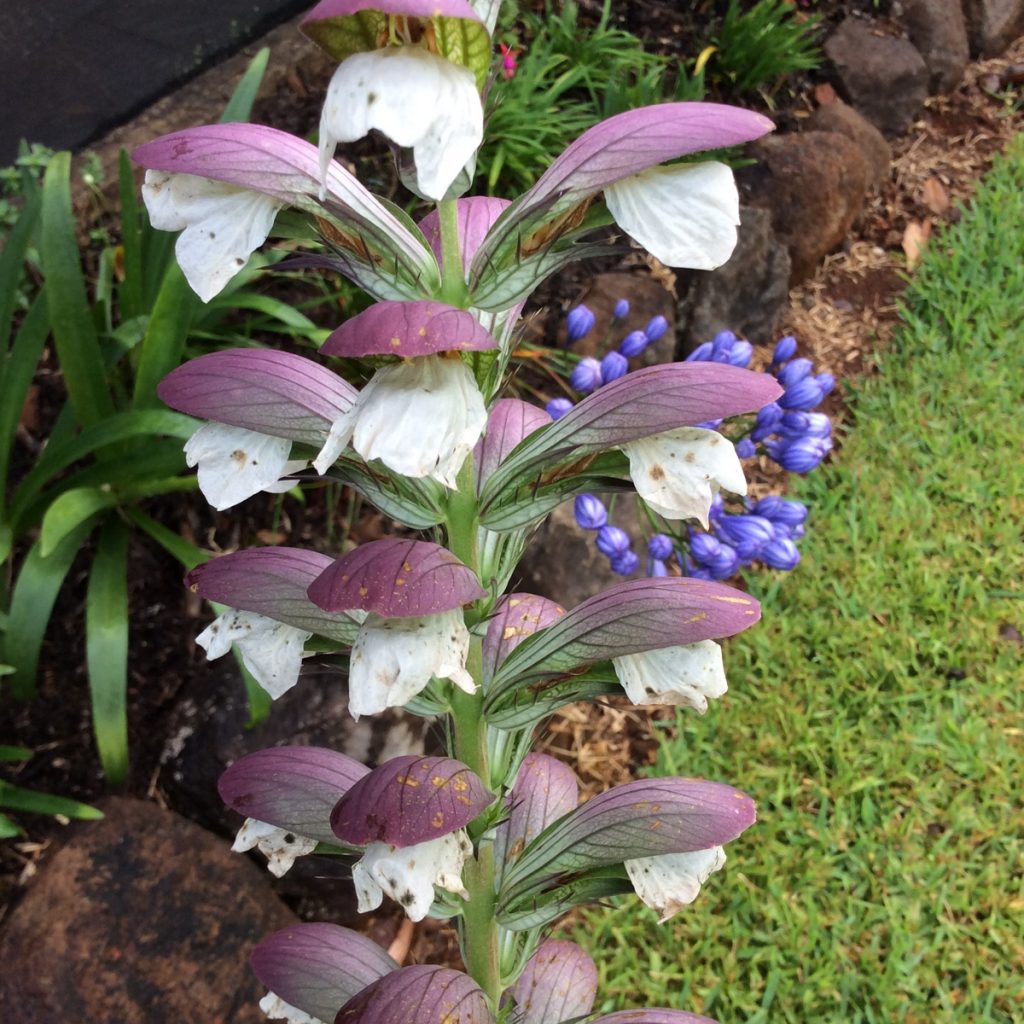 Acanthus Mollis – Oyster Plant