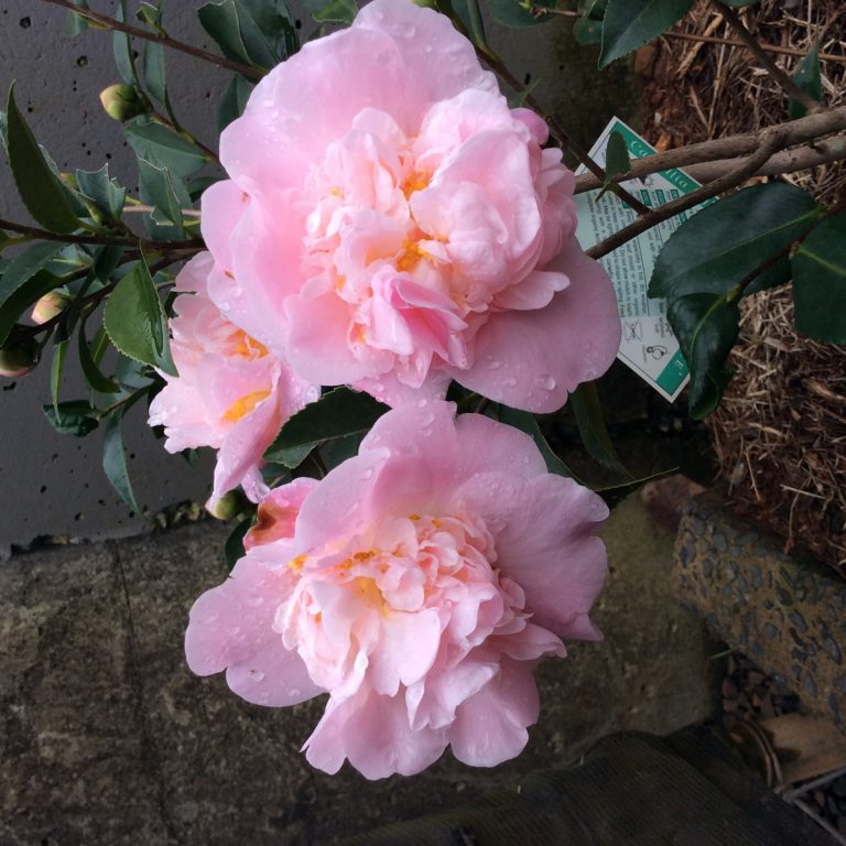 Camellia hybrid High fragrance – Fragrant