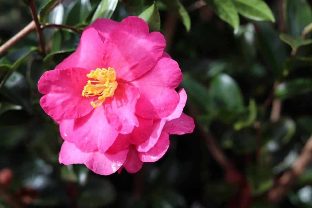 Camellia hiemalis Hiryu – Fragrant