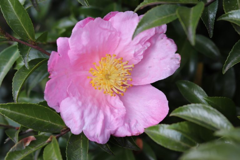 Camellia sasanqua Plantation Pink – Fragrant