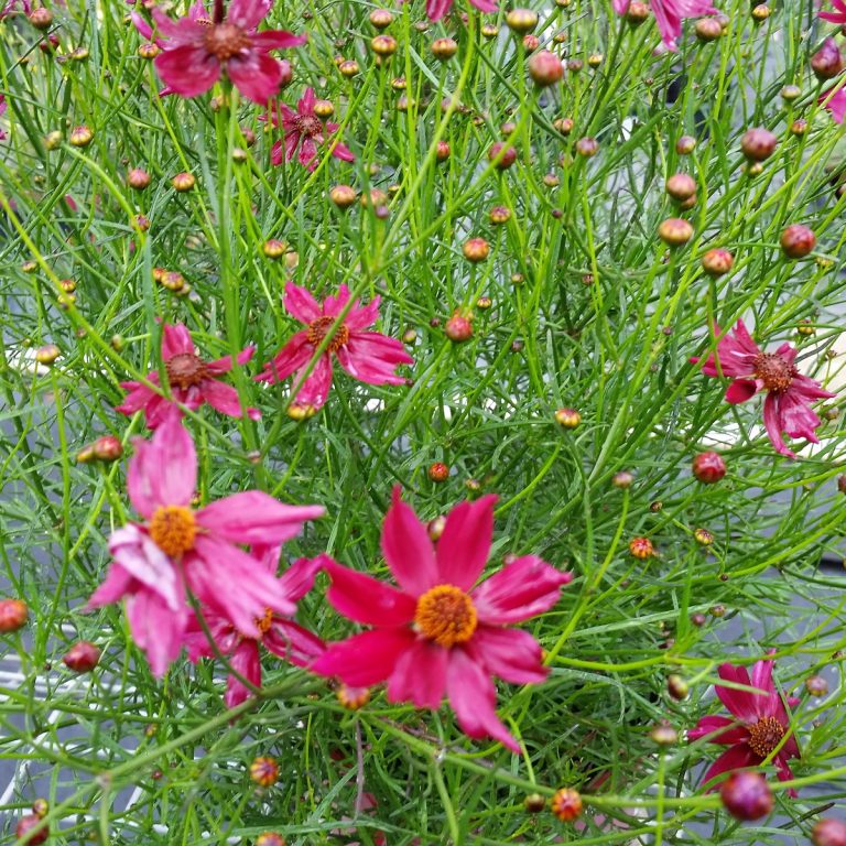 Dianthus Salmon Baby