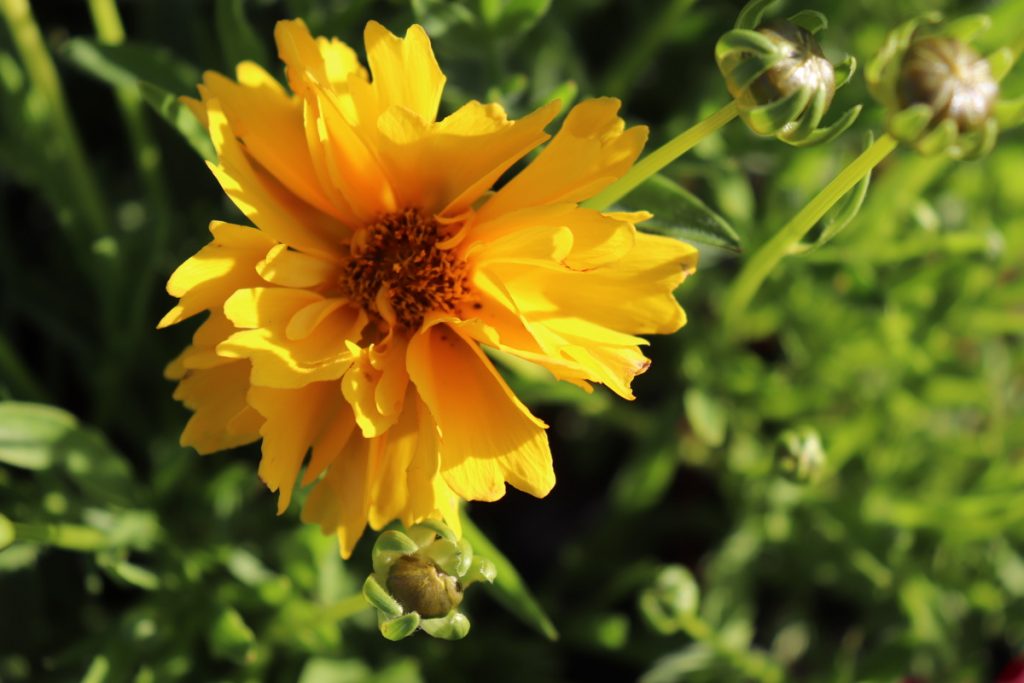 Coreopsis Early Sunrise