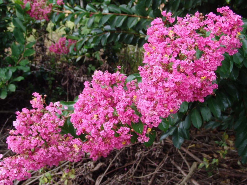 Lagerstroemia Miami