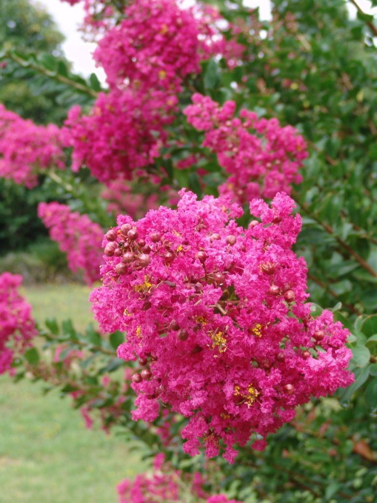 Scarlet glory orange бугенвиллия фото