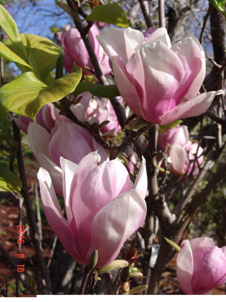 Magnolia Heaven Scent