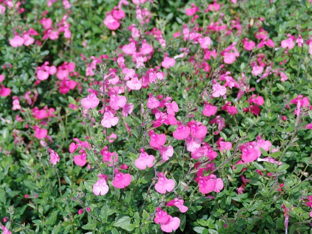 Salvia Pink Blush- Microphylla