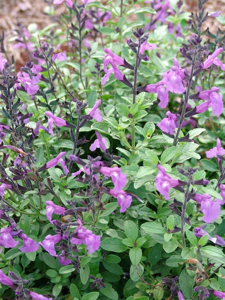 Salvia Navajo Purple -Greggii