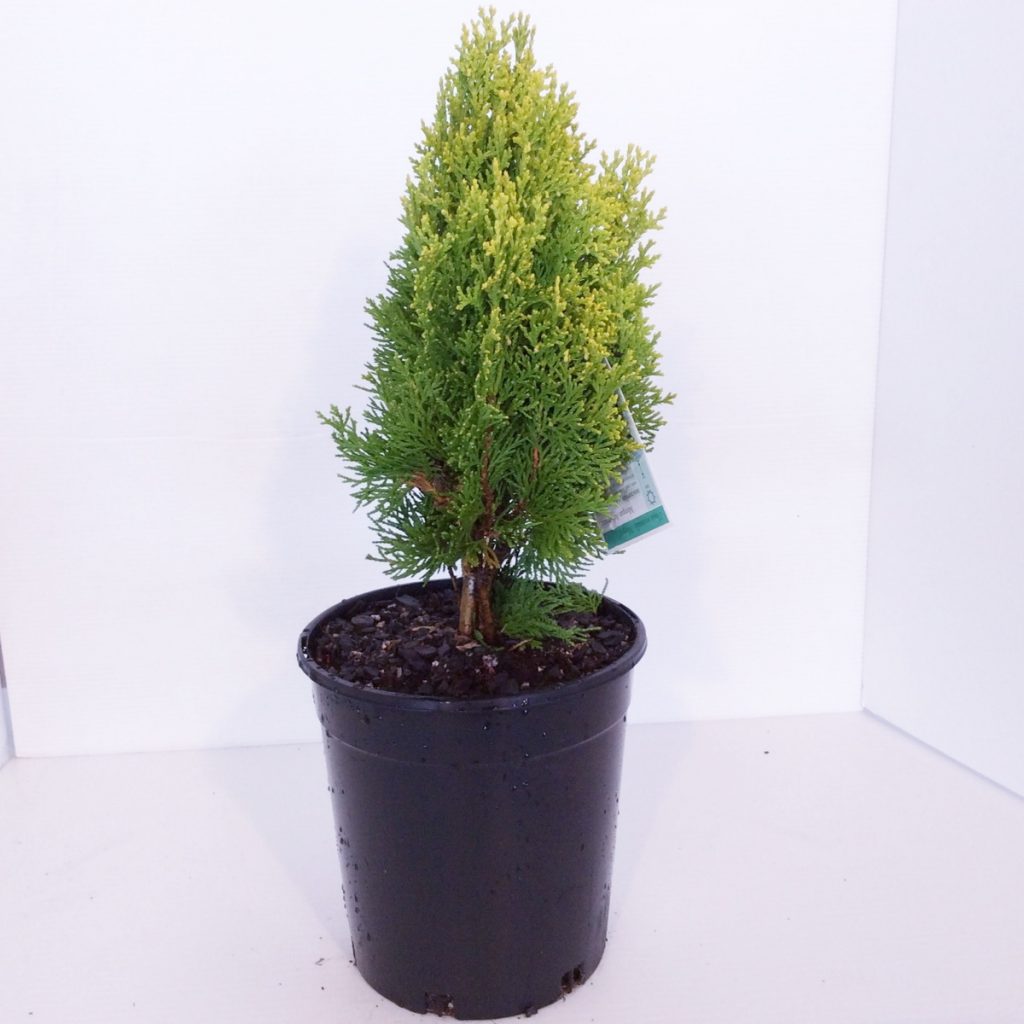 Thuja Blue Cone