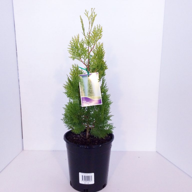 Thuja Rosedalis