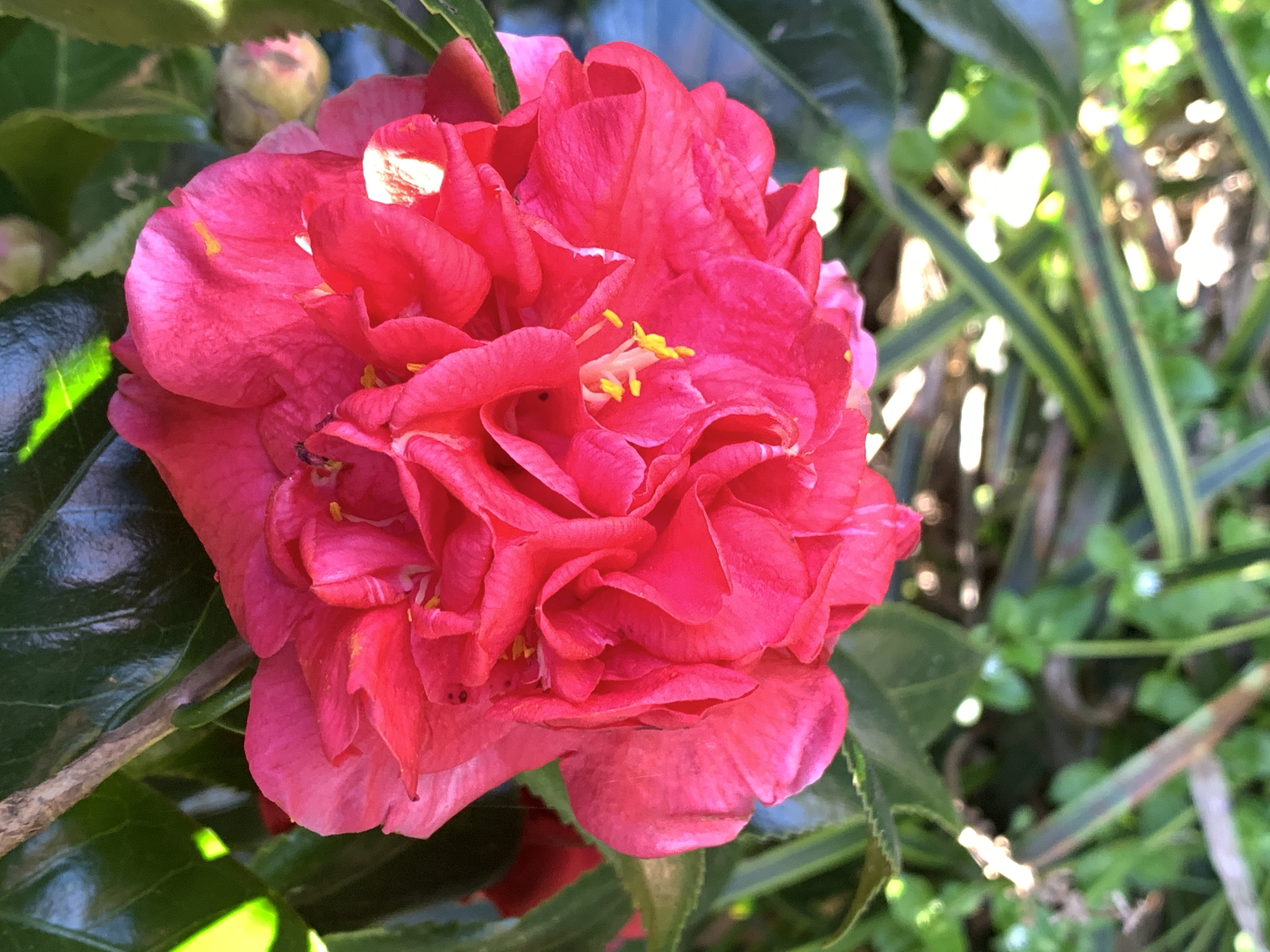 Camellia japonica Elegans