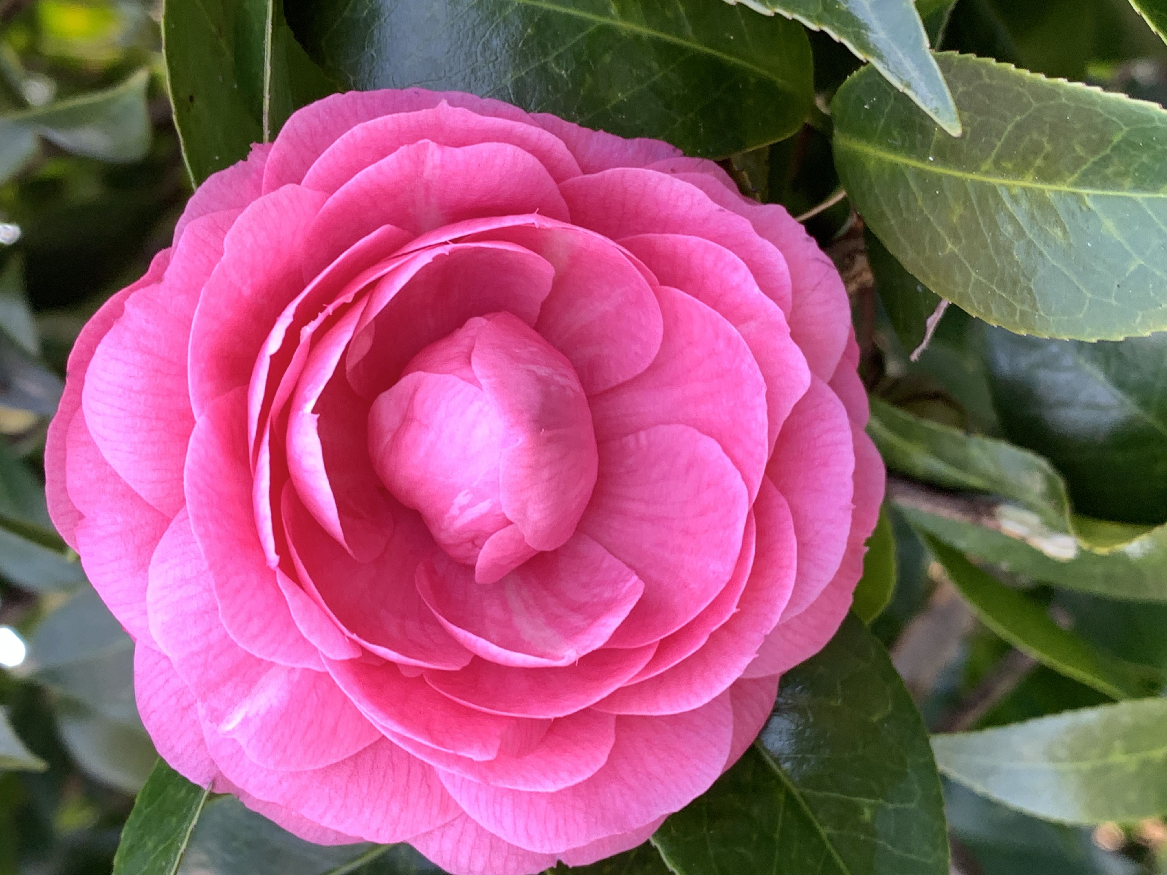 Camellia japonica High Jinks