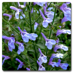 Salvia African Sky