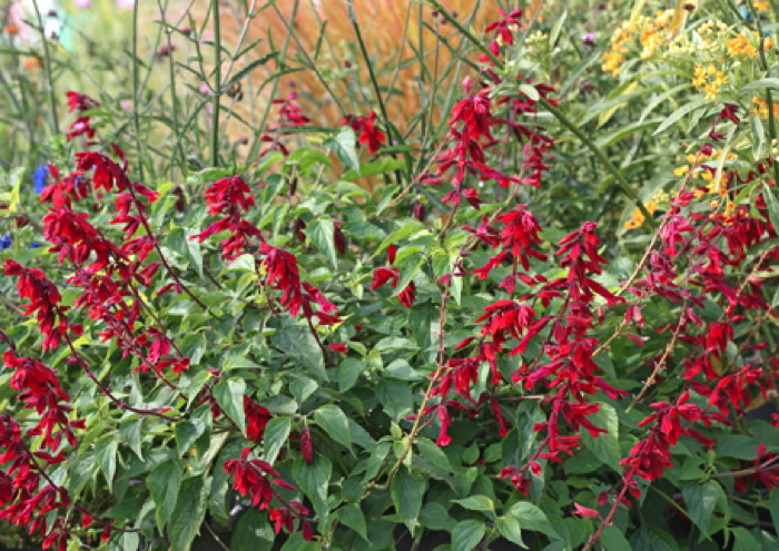 The Salvia Collection